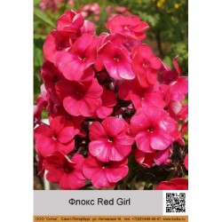 Флокс Red Girl