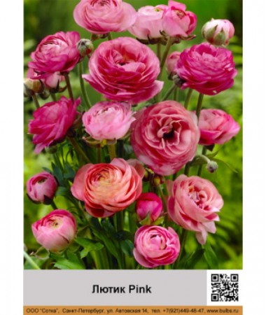 Лютик Pink