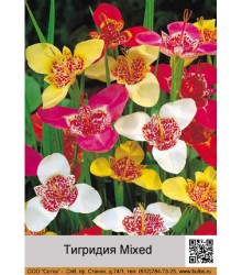 Тигридия Mixed