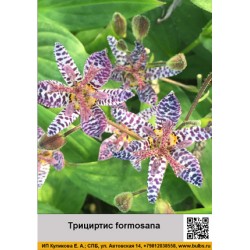 Трициртис formosana
