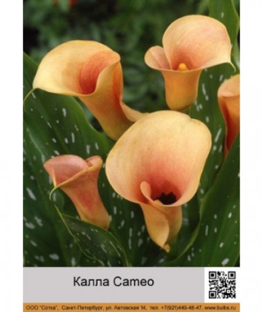 Калла Cameo