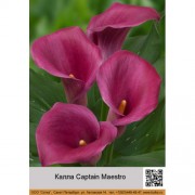 Калла Captain Maestro