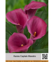 Калла Captain Maestro