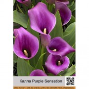 Калла Purple Sensation