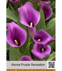 Калла Purple Sensation