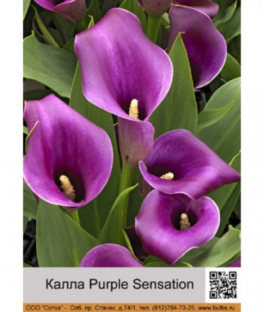 Калла Purple Sensation