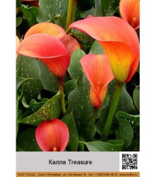 Калла Treasure
