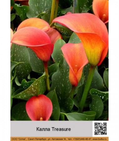 Калла Treasure