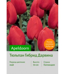 Тюльпан Apeldoorn