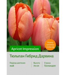 Тюльпан Apricot Impression