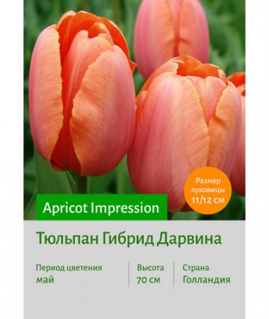 Тюльпан Apricot Impression