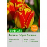 Тюльпан Banja Luka