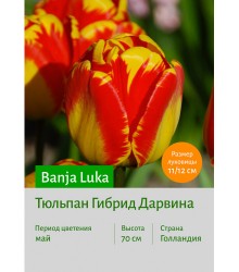Тюльпан Banja Luka