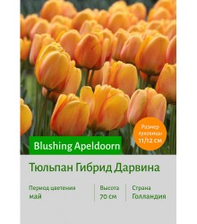 Тюльпан Blushing Apeldoorn