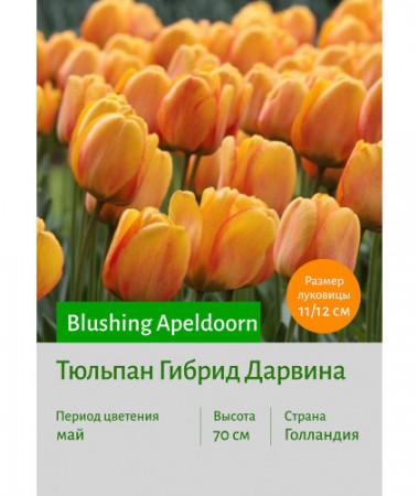 Тюльпан Blushing Apeldoorn