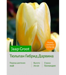 Тюльпан Jaap Groot