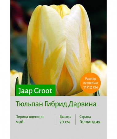 Тюльпан Jaap Groot