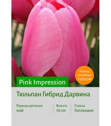 Тюльпан Pink Impression