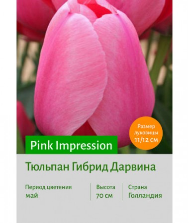 Тюльпан Pink Impression