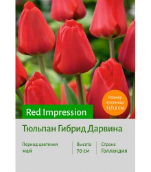Тюльпан Red Impression