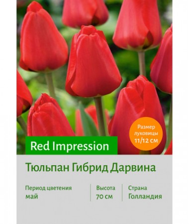 Тюльпан Red Impression
