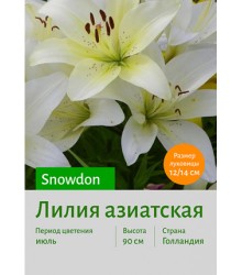 Лилия Snowdon