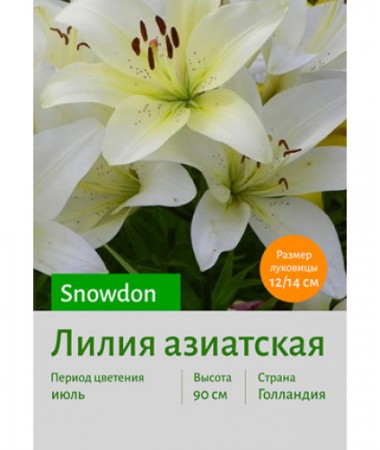 Лилия Snowdon