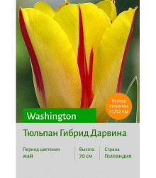 Тюльпан Washington