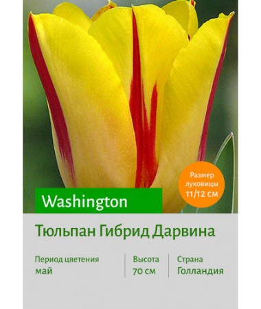 Тюльпан Washington