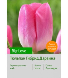 Тюльпан Big Love