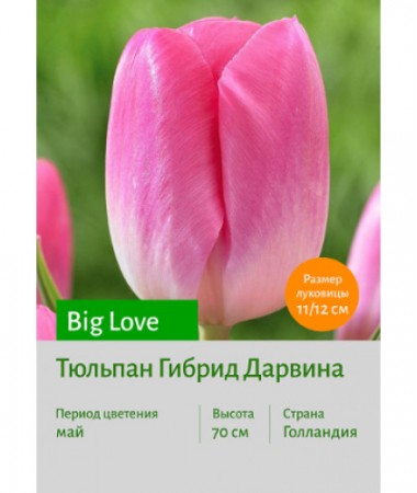 Тюльпан Big Love
