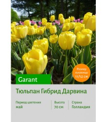 Тюльпан Garant