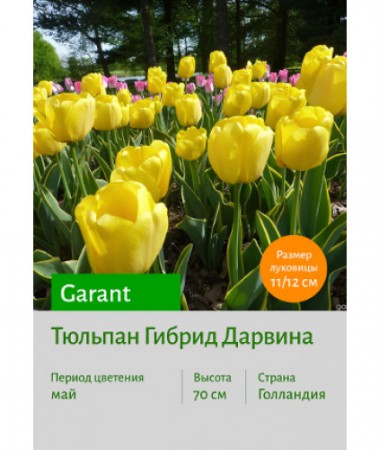 Тюльпан Garant