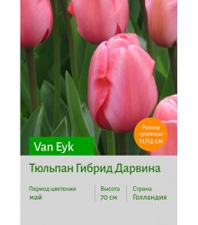 Тюльпан Van Eyk