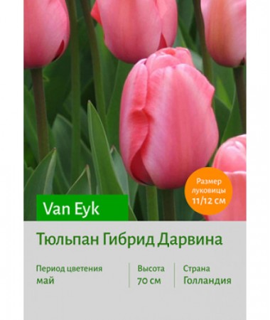 Тюльпан Van Eyk