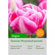 Тюльпан Vogue
