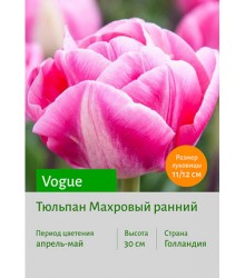 Тюльпан Vogue