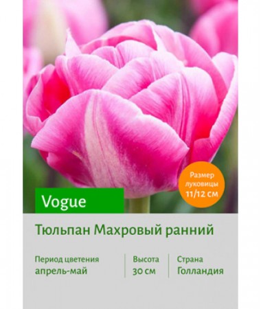Тюльпан Vogue