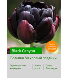 Тюльпан Black Canyon