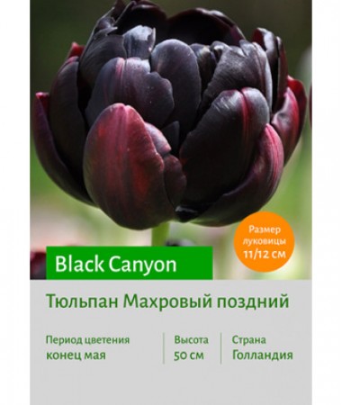 Тюльпан Black Canyon