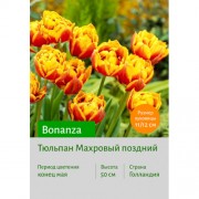 Тюльпан Bonanza