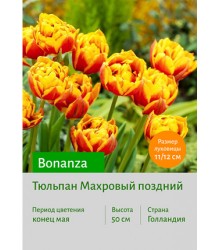 Тюльпан Bonanza