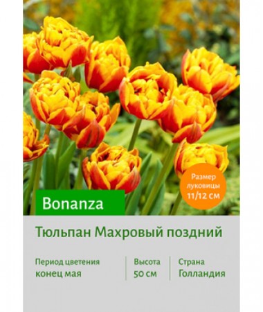 Тюльпан Bonanza