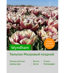 Тюльпан Wyndham