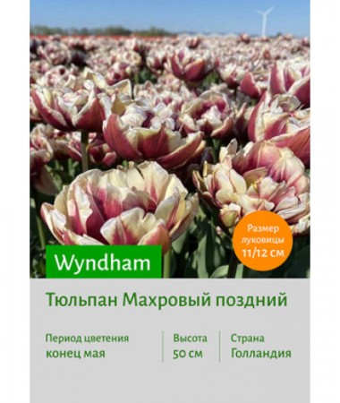 Тюльпан Wyndham