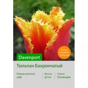 Тюльпан Davenport