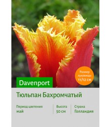 Тюльпан Davenport