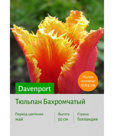 Тюльпан Davenport