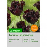 Тюльпан Labrador