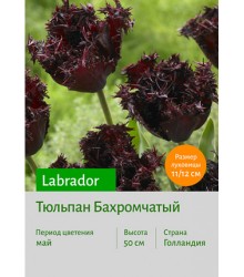 Тюльпан Labrador
